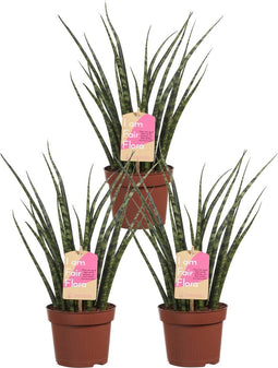 Sanseveria - Set van 3 - Fachjan - Groene Plant- Hoogte 40 cm