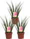 Sanseveria - Set van 3 - Fachjan - Groene Plant- Hoogte 40 cm