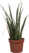 Sanseveria - Set van 3 - Fachjan - Groene Plant- Hoogte 40 cm