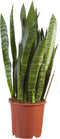Sanseveria, vrouwentong - Fachjan - Groene Plant- Hoogte 50 cm
