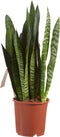Sanseveria, vrouwentong - Fachjan - Groene Plant- Hoogte 50 cm