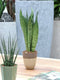 Sanseveria, vrouwentong - Fachjan - Groene Plant- Hoogte 50 cm