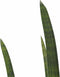 Sansevieria Cylindrica rocket met Elho brussels white ↨ 60cm - hoge kwaliteit planten
