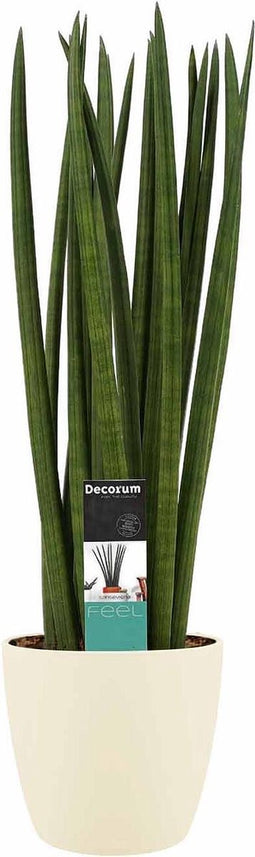 Sansevieria Cylindrica spaghetti met Elho brussels soap ↨ 55cm - hoge kwaliteit planten