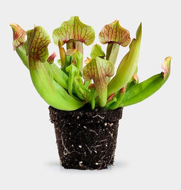 Sarracenia