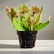 Sarracenia