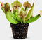 Sarracenia