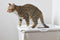 Savic Kattentoilet Hop In 38.5 x 58 x 39.5 cm - Kattenbak - Wit & Mokka
