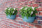 Elho Vibia Campana Wall Basket 35 - Wand Bloempot voor Buiten - 100% Gerecycled Plastic - Ø 35.0 x H 14.8 cm - Vintage blauw