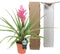 Tillandsia Antonio single ↨ 40cm - hoge kwaliteit planten