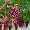 Plant in a Box - Vitis vinifera ‘Vanessa XL' - Druivenplant - ⌀21cm - Hoogte 60-75cm