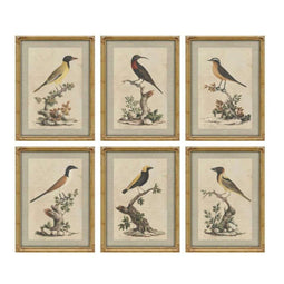Schilderij Home ESPRIT Beige Vogel Shabby Chic 45 x 3 x 60 cm (6 Stuks)