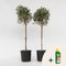 Plant in a Box - Olea Europaea - olijfboom - set van 2 - Pokon - pot 21 cm - hoogte 90-100cm
