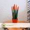 Plant in a Box - Sansevieria Cylindrica - Velvet Touchz - Vrouwentong - Inclusief Oranje Decoratieve Pot - Hoogte 20-40cm - Pot 9cm