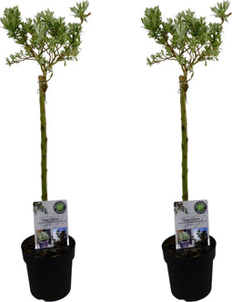 Plant in a Box - Salix Helvetica - Zwitserse dwergwilg op stam - set van 2 - Boompjes - Potmaat 19 cm - Hoogte 80-90 cm - Frisgroen