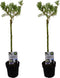 Plant in a Box - Salix Helvetica - Zwitserse dwergwilg op stam - set van 2 - Boompjes - Potmaat 19 cm - Hoogte 80-90 cm - Frisgroen