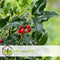 Plant in a Box - Ilex Alaska - Set van 2 - Groenblijvende tuinplant - kleur uw herfst- en wintertuin - Pot 17cm - Hoogte 25-35cm