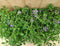 Scaevola Waaierbloem 10 stuks per tray kleur paars