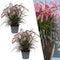 Plants by Frank - Pennisetum Tiny Tails - Lampenpoetsersgras rood XL - Ø 19 cm ↨ 50 cm (2 stuks)