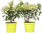 Plant in a Box - Hydrangea paniculata 'Bobo' - Set van 2 - Verkleurende pluimhortensia winterhard - Pot 19cm - Hoogte 25-40cm