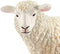 Schaap Schleich - 9 cm - Schleich dieren - 17075