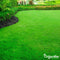 Schaduwgazon Graszaad (15kg, 750m2) - Graszaad Schaduw - Graszaad Snelkiemend - Organifer Elegant - Schaduw Graszaad - NAK Gecertificeerd - Zeer hoge schaduw en droogte tolerantie - Ideaal voor Aanleg & Herstel in Schaduw