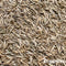 Schaduwgazon Graszaad (1kg, 50m2) - Graszaad Schaduw - Graszaad Snelkiemend - Organifer Elegant - Schaduw Graszaad - NAK Gecertificeerd - Zeer hoge schaduw en droogte tolerantie - Ideaal voor Aanleg & Herstel in Schaduw