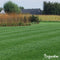 Schaduwgazon Graszaad (1kg, 50m2) - Graszaad Schaduw - Graszaad Snelkiemend - Organifer Elegant - Schaduw Graszaad - NAK Gecertificeerd - Zeer hoge schaduw en droogte tolerantie - Ideaal voor Aanleg & Herstel in Schaduw