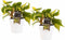 Decorum Duo Philodendron Brazil met Anna pot – ↨ 15cm – ⌀ 12cm
