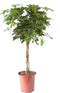 Schefflera Arboricola gold capella ↨ 100cm - hoge kwaliteit planten