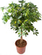 Schefflera Arboricola gold capella ↨ 100cm - hoge kwaliteit planten