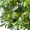 Schefflera Arboricola gold capella ↨ 100cm - hoge kwaliteit planten