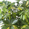 Schefflera Arboricola gold capella ↨ 100cm - hoge kwaliteit planten