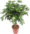 Schefflera Arboricola Gold Capella ↨ 80cm - hoge kwaliteit planten