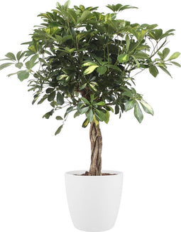 Schefflera Arboricola gold capella Elho Brussels Round White ↨ 110cm - hoge kwaliteit planten