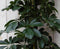 Schefflera Vingersboom Bont 60 cm