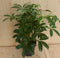 Schefflera Vingersboom Bont Klein