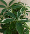Schefflera Vingersboom Bont Klein