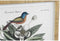 Schilderij DKD Home Decor 50 x 2,5 x 65 cm Shabby Chic Botanische planten (4 Onderdelen)
