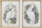 Schilderij DKD Home Decor 50 x 2,8 x 70 cm Koloniaal Papegaai (2 Stuks)