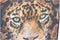 Schilderij DKD Home Decor 52 x 2,7 x 72 cm Tijger Modern (2 Stuks)