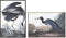 Schilderij DKD Home Decor 63 x 4 x 93 cm Fågel Orientaals (2 Stuks)