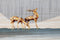 Schilderij DKD Home Decor 80 x 3 x 160 cm Blad van een plant (2 Stuks)