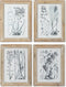Schilderij DKD Home Decor Modern Botanische planten 30 x 2 x 40 cm (4 Stuks)