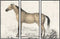 Schilderij DKD Home Decor Paard (180 x 4 x 120 cm)