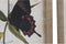 Schilderij DKD Home Decor Vlinders 40 x 2 x 50 cm Shabby Chic (4 Onderdelen)