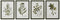 Schilderij Home ESPRIT Groen Beige Shabby Chic Botanische planten 30 x 2,5 x 40 cm (4 Stuks)