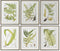 Schilderij Home ESPRIT Modern Vaatplant 50 x 2,5 x 65 cm (6 Stuks)