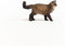 schleich FARM WORLD - Ragdoll kat - 13940