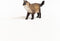 schleich FARM WORLD - Ragdoll kat - 13940